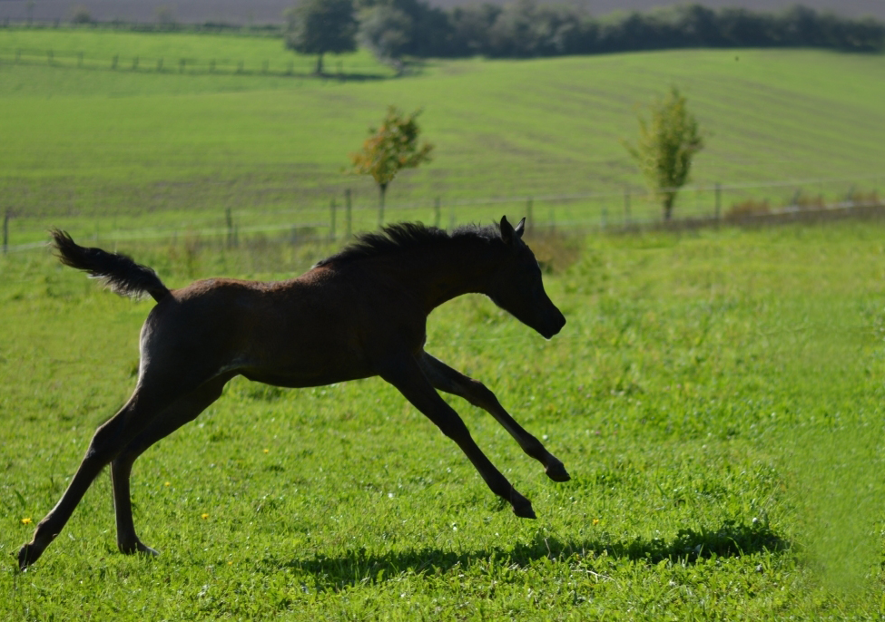 Alidah, kerngesundes und aktives Stutfohlen