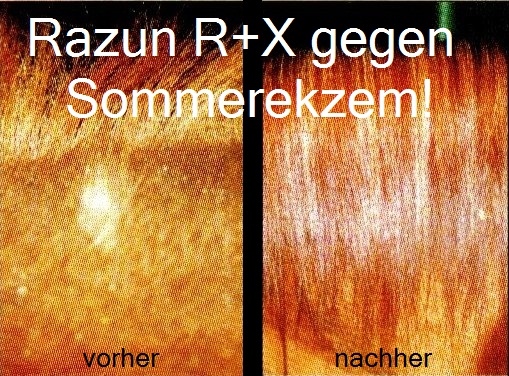 Razun Referenz Foto eines Sommerekzemers vor und zwei Jahre nach Behandlungsbeginn mit R+X Individuelle Sommerekzemlotion und R+X Individuelle Futterergänzung