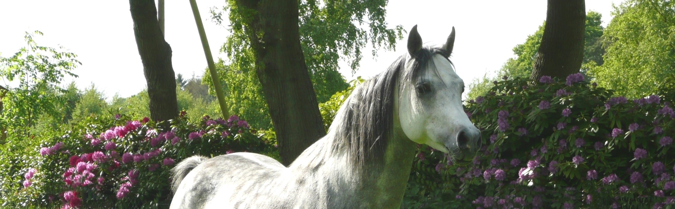 Muniss kerngesunder Asiler Araberhengst Individuelle FutterErgänzung - für die Gesundheit Ihres Pferdes • RAZUN