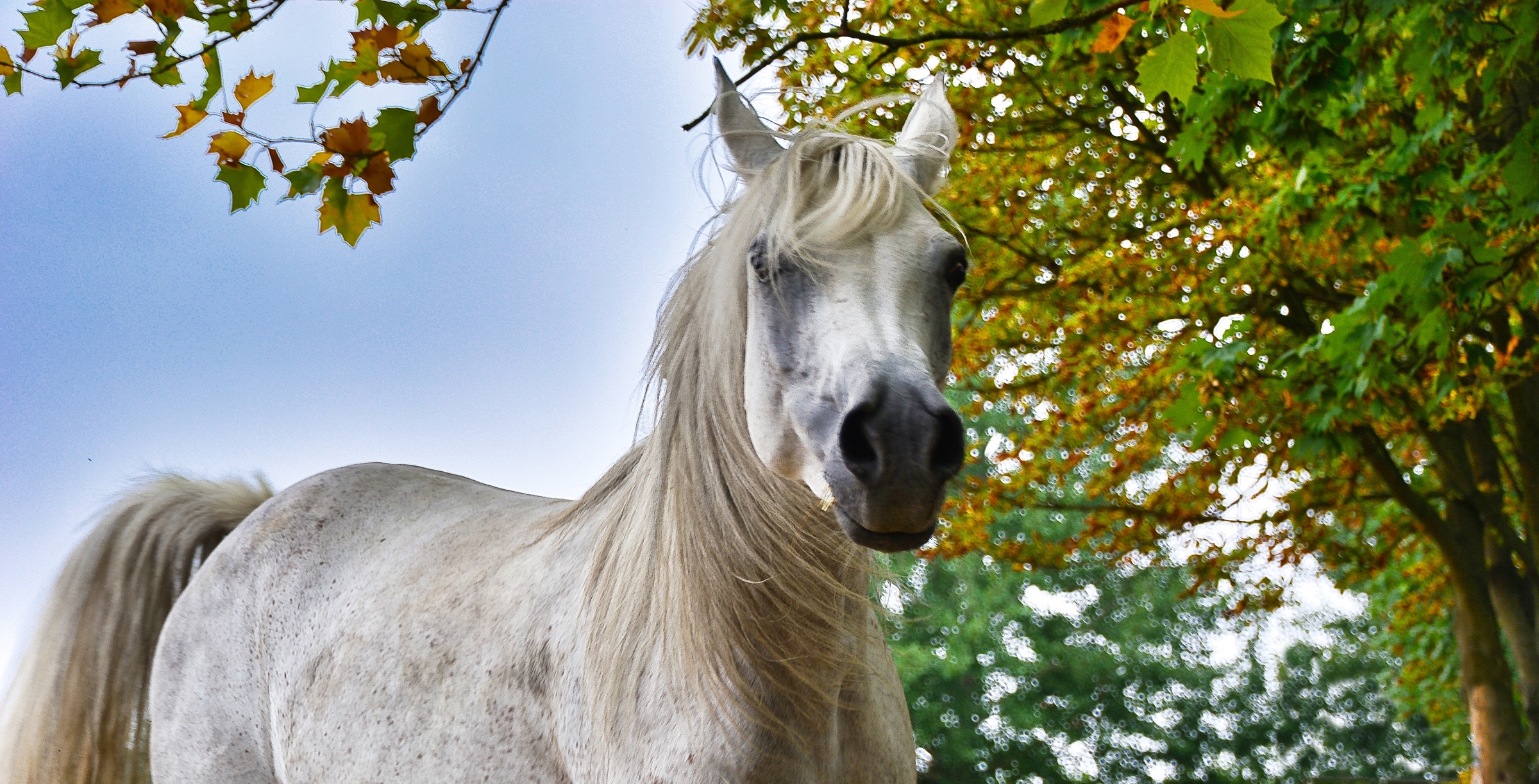 Razun silberschimmel-farbene Arabische Vollblutstute aus dem Haupt- und Landgestüt Marbach