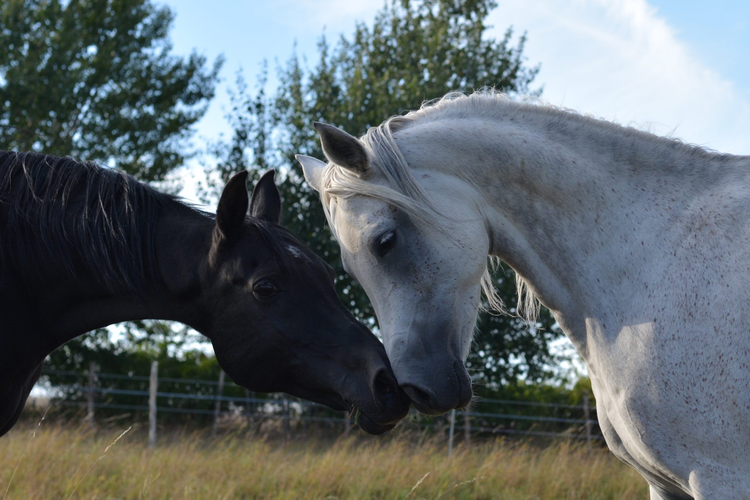 Razun besondere Produkte für ein gesundes und glückliches Pferd.