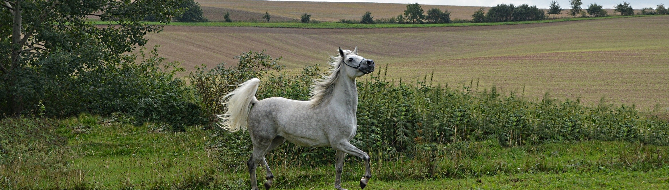 Arabische Vollblutstute aus dem Haupt- und Landgestüt Marbach