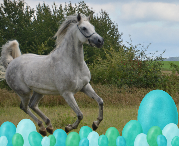 Oster Angebote von Razun 2026